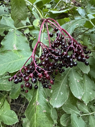European black elderberry