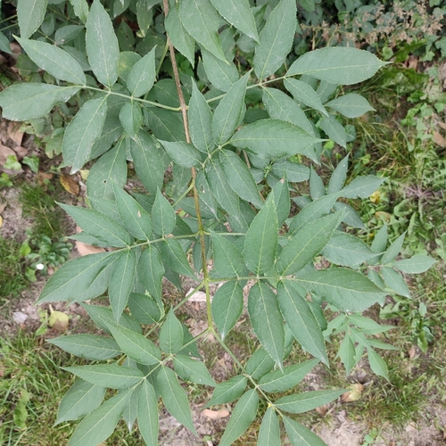 European black elderberry