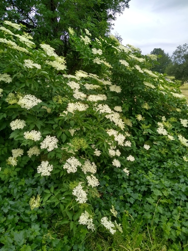 European black elderberry