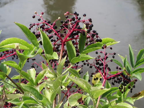 European black elderberry