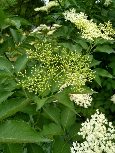 European black elderberry