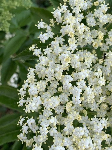 European black elderberry