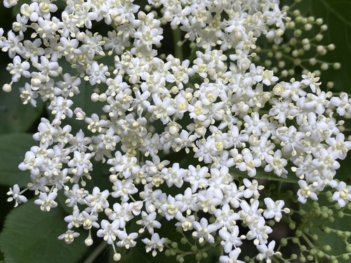 European black elderberry