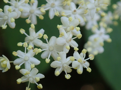 European black elderberry