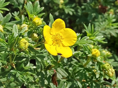 shrubby cinquefoil