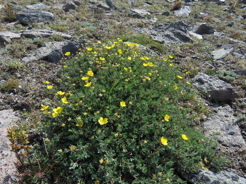 shrubby cinquefoil