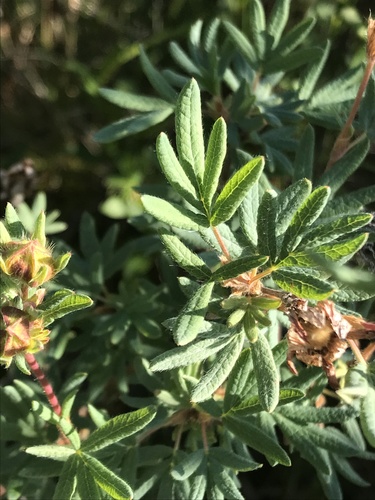 shrubby cinquefoil