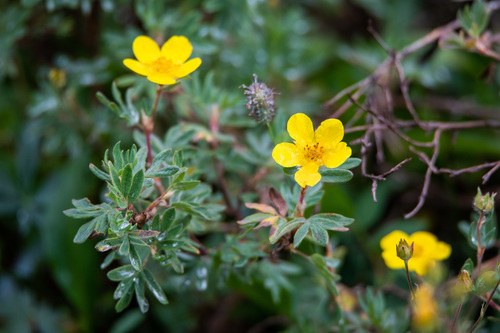 shrubby cinquefoil