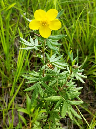 shrubby cinquefoil