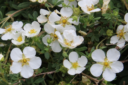 shrubby cinquefoil