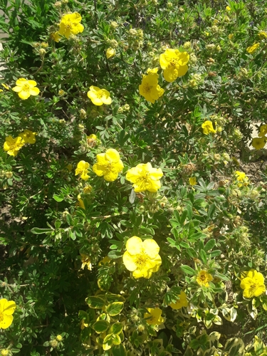 shrubby cinquefoil
