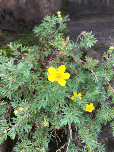 shrubby cinquefoil