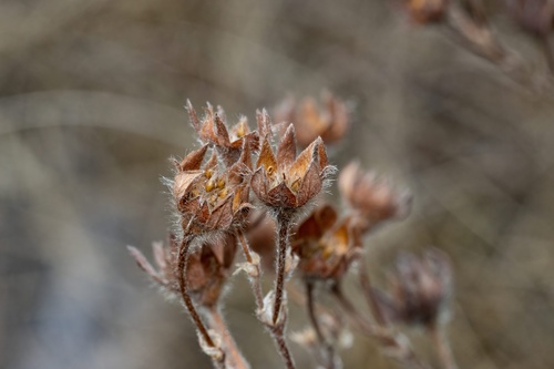 shrubby cinquefoil