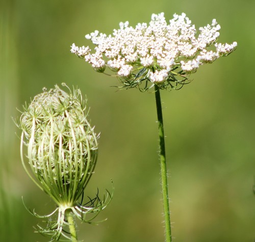 wild carrot