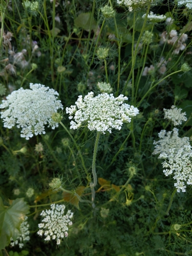 wild carrot