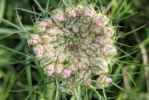wild carrot