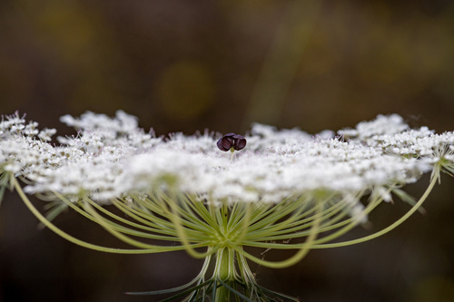 wild carrot