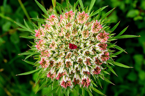 wild carrot