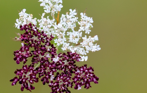 wild carrot