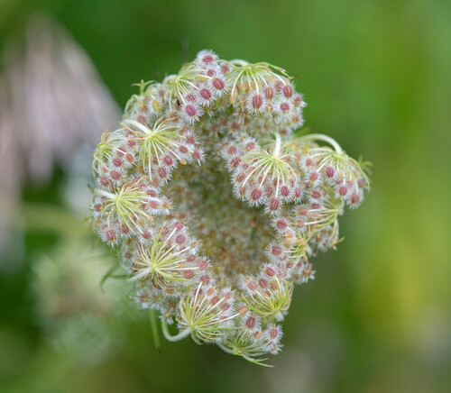 wild carrot