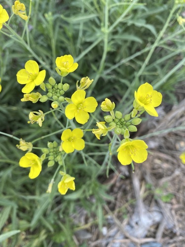 Perennial Wall-rocket