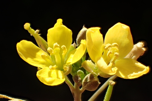 Perennial Wall-rocket
