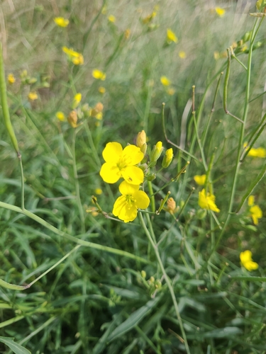 Perennial Wall-rocket