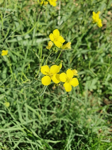 Perennial Wall-rocket