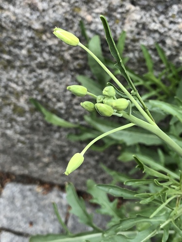Perennial Wall-rocket
