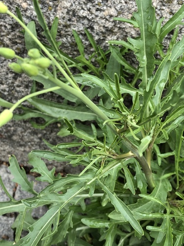 Perennial Wall-rocket