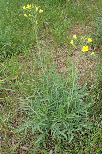 Perennial Wall-rocket