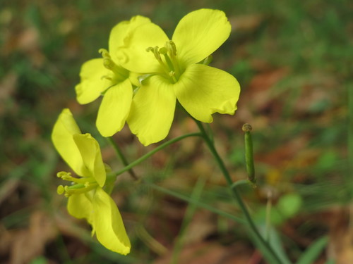 Perennial Wall-rocket
