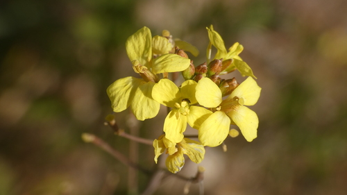 Perennial Wall-rocket