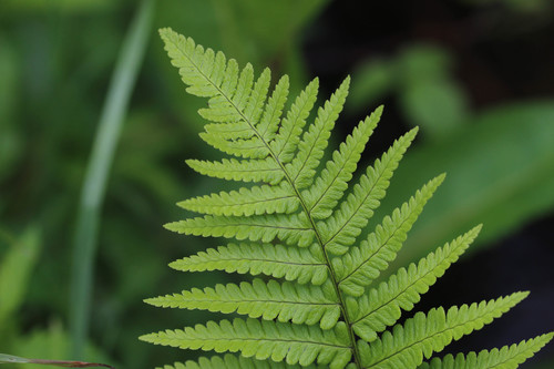 male fern
