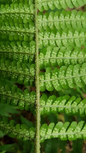 male fern