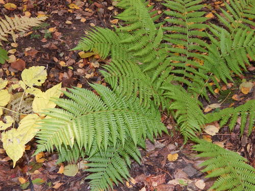 male fern