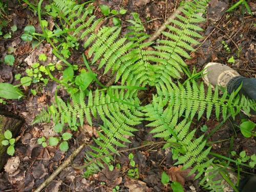 male fern