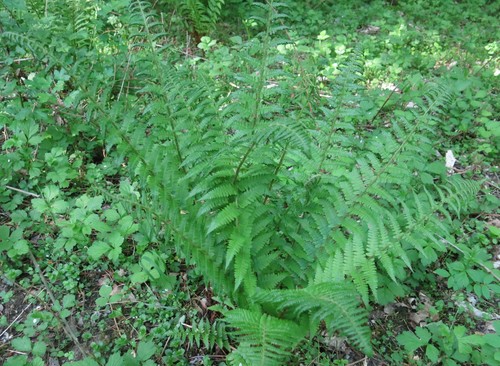male fern
