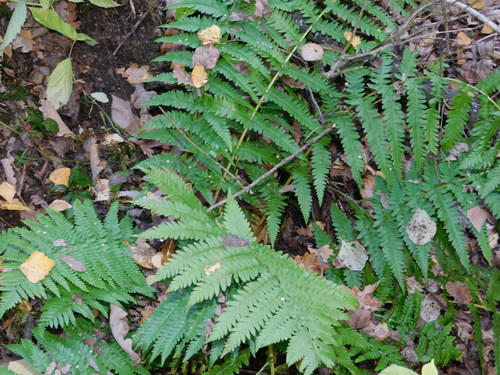 male fern