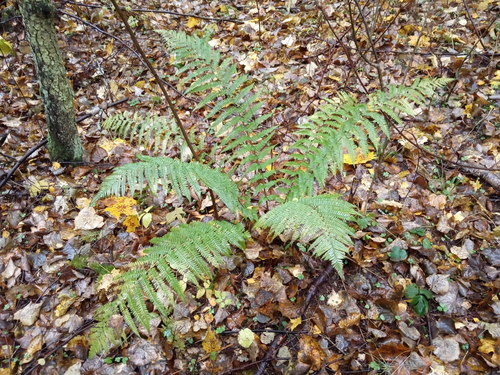 male fern