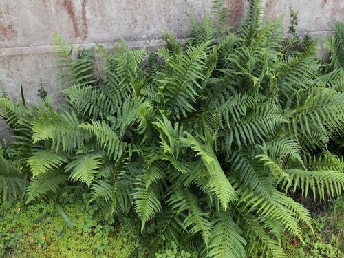 male fern