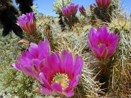 Engelmann's Hedgehog Cactus