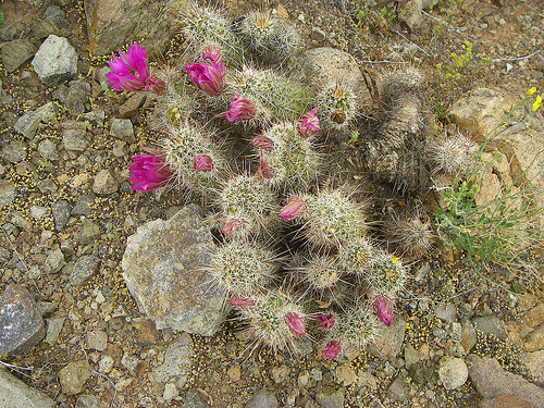 Engelmann's Hedgehog Cactus