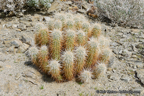 Engelmann's Hedgehog Cactus