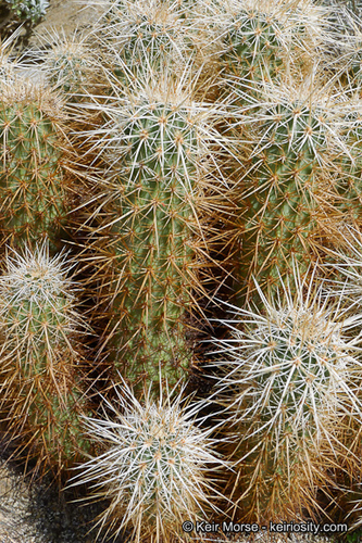 Engelmann's Hedgehog Cactus
