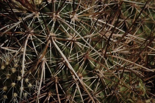 Engelmann's Hedgehog Cactus
