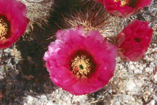 Engelmann's Hedgehog Cactus