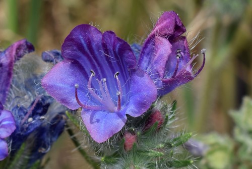 purple viper's-bugloss
