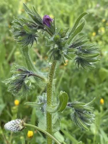 purple viper's-bugloss
