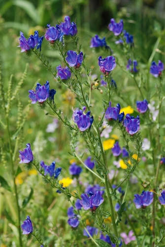 purple viper's-bugloss